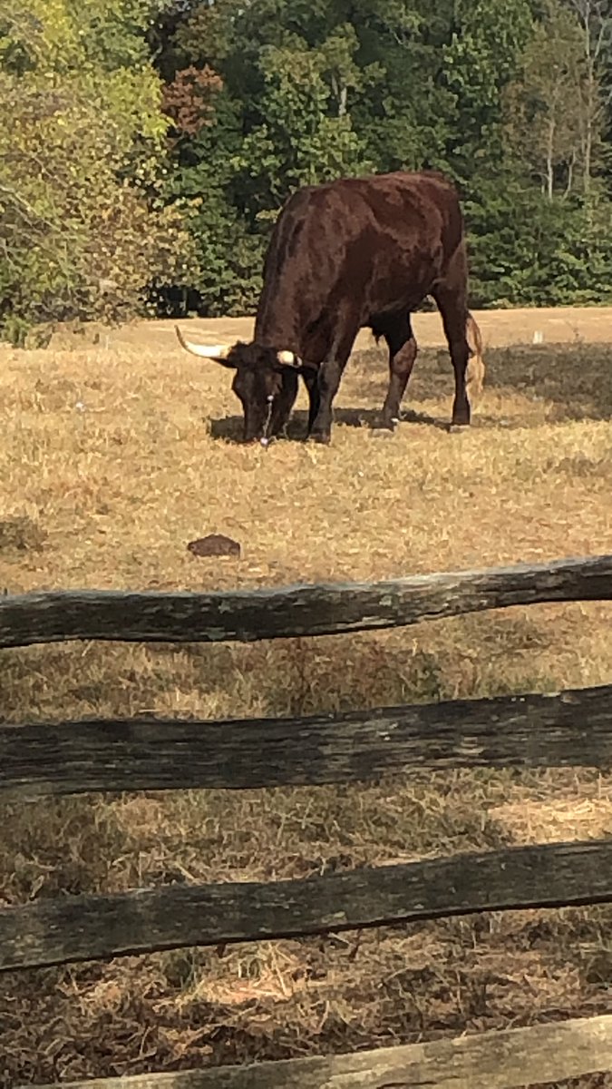 MrHisMOTU's tweet photo. George’s cows #D158DC #BestTripEver https://t.co/b0XoRGejJw