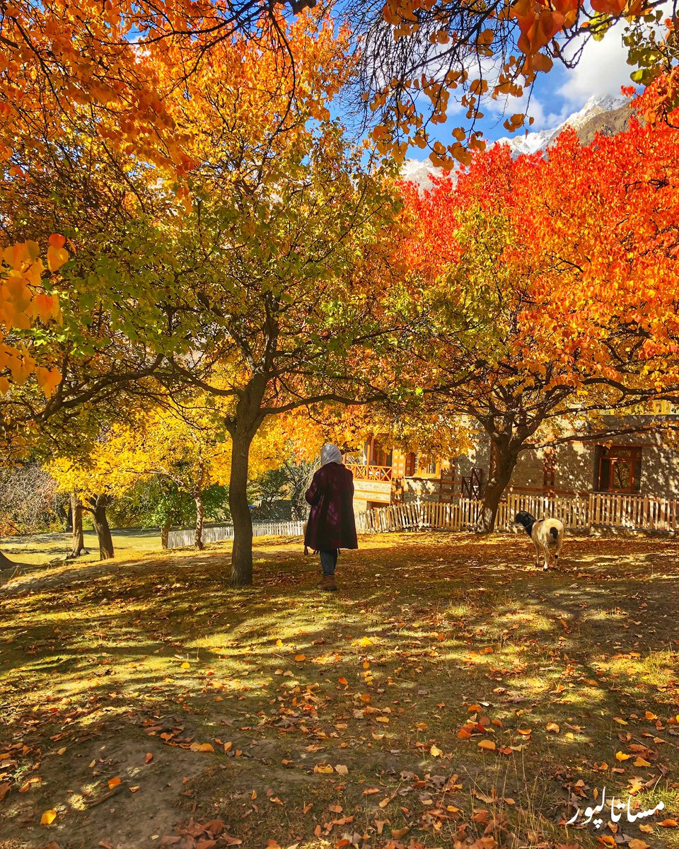 MisaTalpur's tweet photo. Because Autumn is mu Favourite 🍁🍂 #hunza #misathesologirl #Pakistan #Gilgitbaltsitan https://t.co/rRMLs29oMT