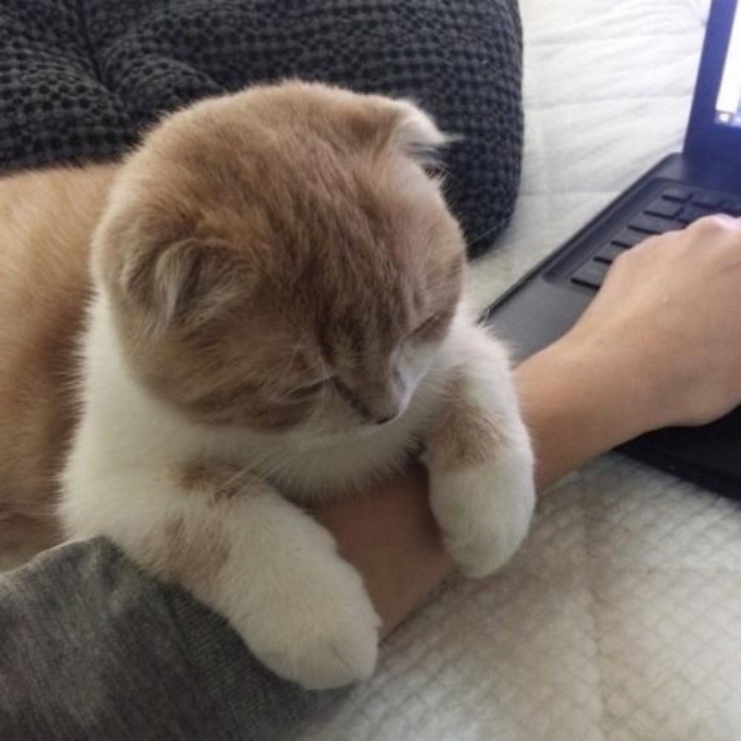 maybegrxy's tweet photo. ทุกคนค้าบ ช่วยรีกันหน่อยนะ เราขอรับบริจาคมีมแมวหน่อยค้าบ เราชอบมากๆเลย เอ็นดูน้องฮือT___T💛 https://t.co/gVvQ9YW9Xp