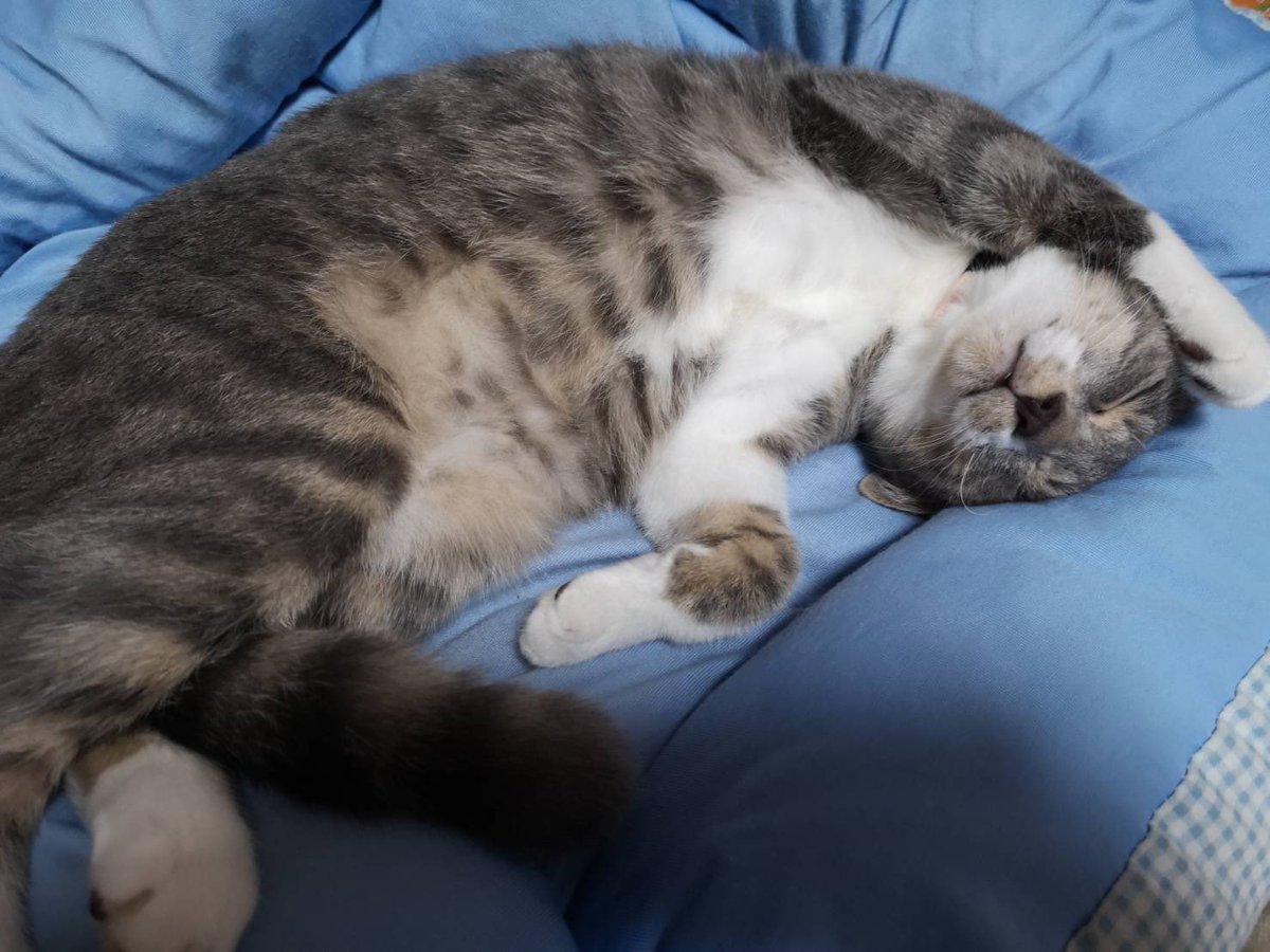 ねこかます 里親さまにいただいた 徠良 現 モナさん の寝相画像 うちでは寝姿を見せなかったがしっかり謎寝相要素は受け継いだようです