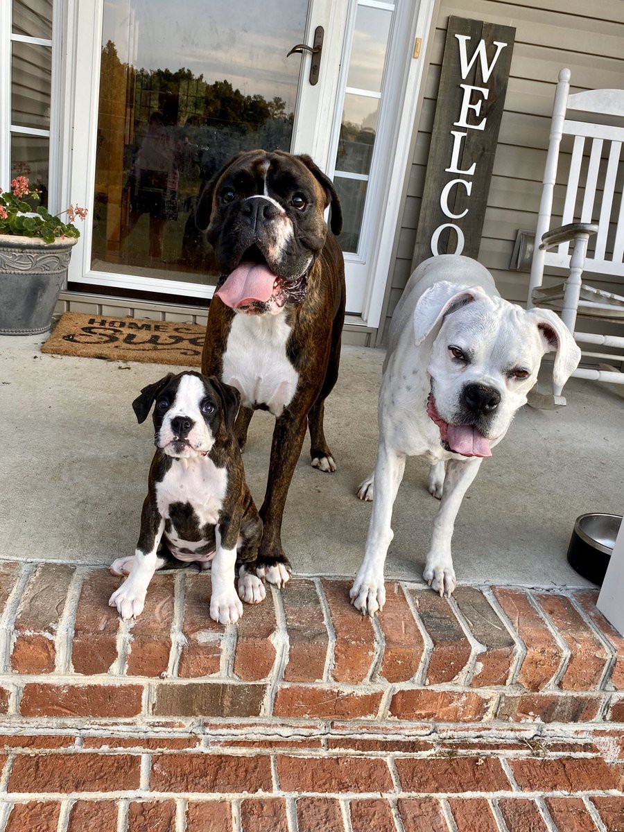 The three best things in my life♥️. They are a handful everyday but love them more than anything!
#MaverickKaneC #LillyPearlC #DarlaJaneCS #PeesInAPod #boxersoftwitter #sismo #bromocrew #BoxersAreFamily #BoxerLiving
