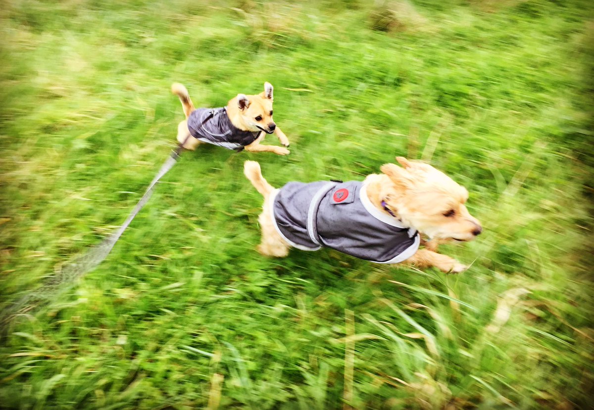 Shot of the Week for me is Milly &amp; Rocky flying around! 🐾🐾😊<a href="/dogcelebration/">CelebrationOfDogs</a> @WayTooViral @dogownersuk  @GoodVetGuide <a href="/dogandpuplovers/">We love dogs. 🐕🐶😍</a> #blackpooldogwalker #lovedogs #fun #walks #dogsoftwitter #cutedogs #Blackpool #pomchi #jorkie #ShotOfTheWeek #dogs