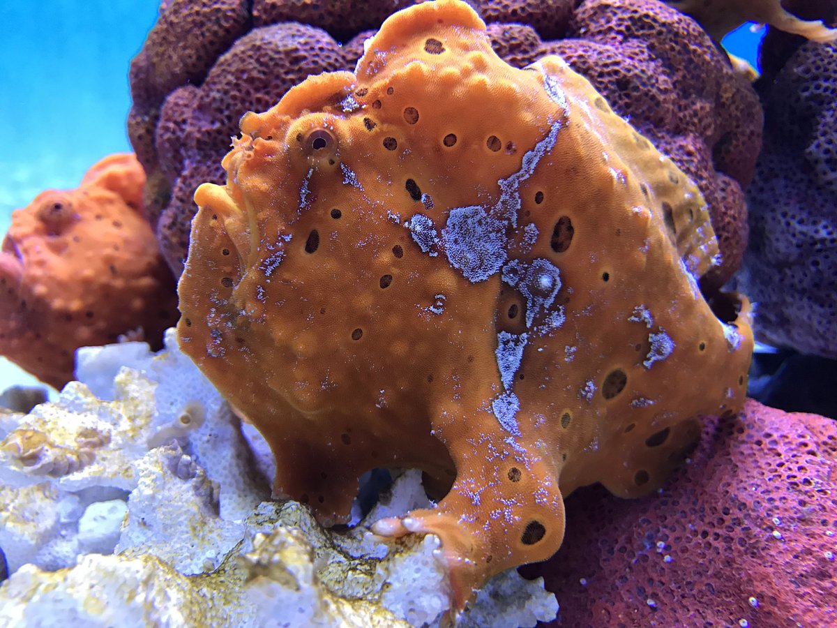 2OceansMiked's tweet photo. Nice exhibits #@2OceansAquarium https://t.co/khESXNHiiv