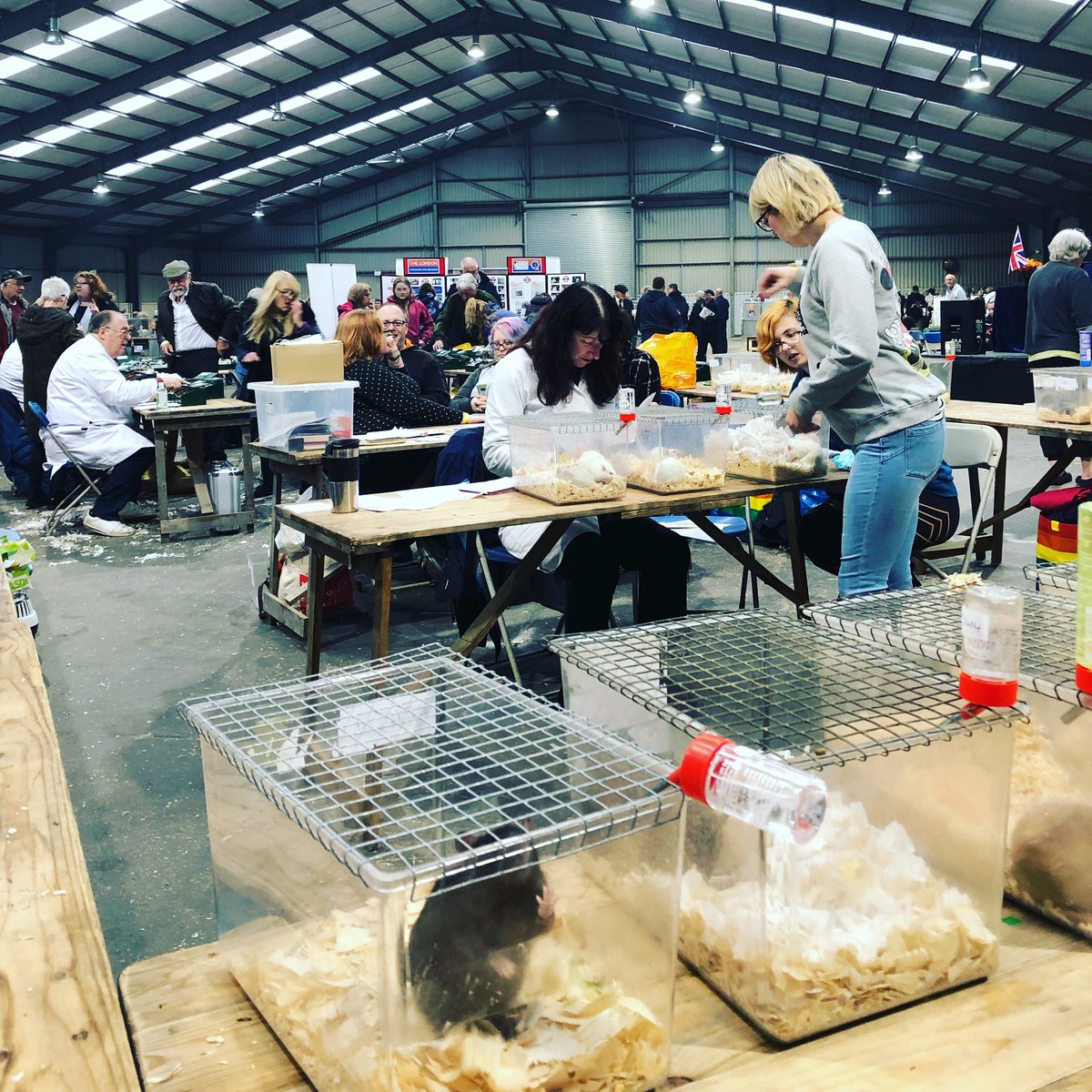 NFRSoc's tweet photo. Judging is underway at the London Championship Show in a Peterborough https://t.co/GCcXjTVCzn