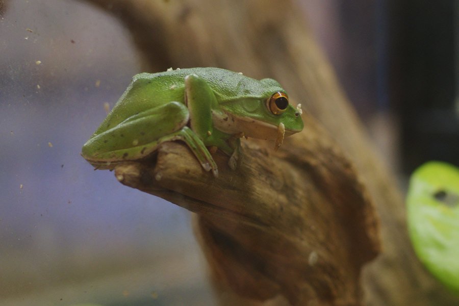 いのちのたび博物館 夏の特別展 探検 両生類 は虫類の世界 北九州市立いのちのたび博物館にて 7月13日 9月16日に開催される夏の特別展 探検 両生類 は虫類の世界 の特設サイトです