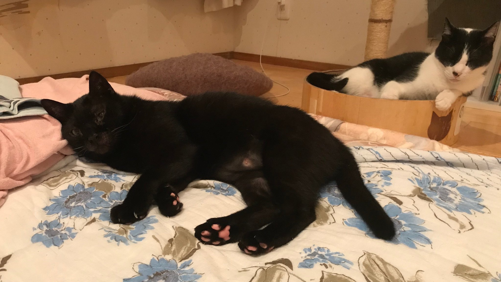 食べちゃう(黒猫) ペットライン キャラットミックス 毛玉をおそうじ 2.7kg