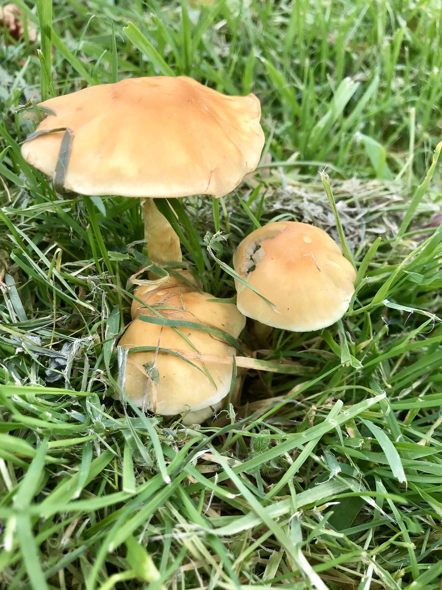 One quick walk around the pond whilst supervising @castleheadfsc #freshwaterecology projects with @ljmubiology revealed a diverse array of #fungi including #witcheshat and #waxcaps @ukfungusday #fungus  #mushrooms @MushroomWeekly @inaturalist