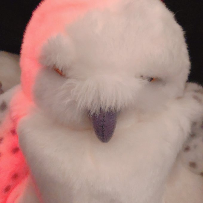 コスプレイヤーshasoのTwitter画像7