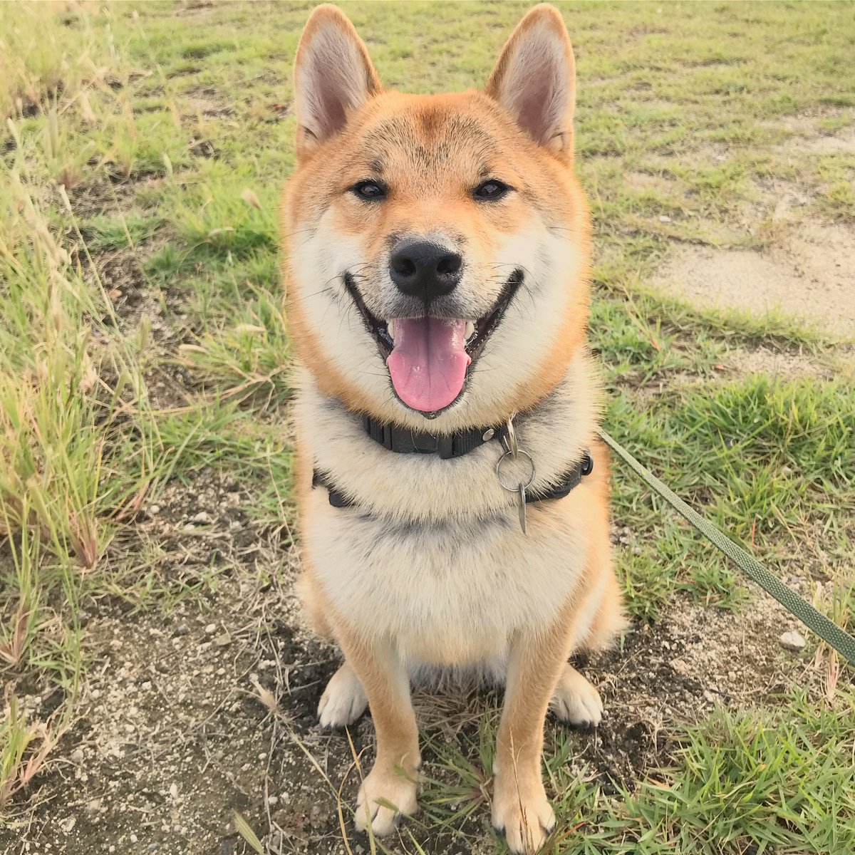 大福 眉毛期真っ最中 愛しのかもめ眉 我が家の大福さん 柴犬 赤柴 1歳 しばいぬまにあ ここ柴部 犬ばか部 犬のいる暮らし 午後からドッグラン 安定の大暴れ 飼い主見知らぬわんちゃんにおしっこかけられました なかなかショック 次から次に