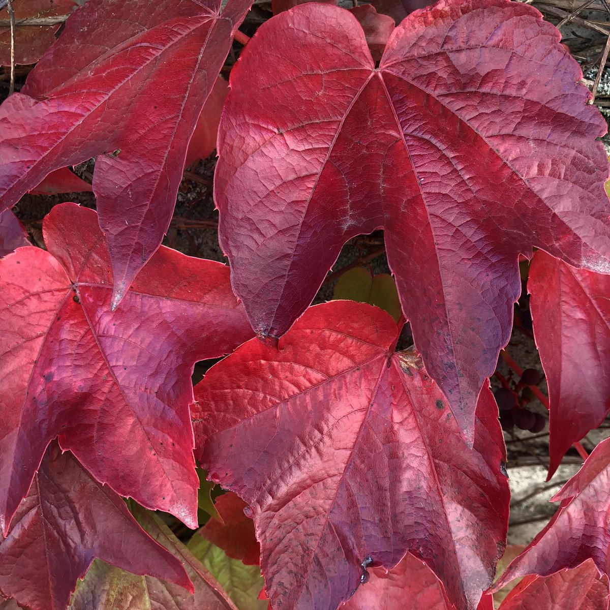 HrSchnyder's tweet photo. Diese Farben malt nur die Jahreszeit Herbst-These colors only paint the season autumn🍁🍂 #schrebergarten #kleingarten #garten #garten77 #allotment https://t.co/w19xpMcWf1