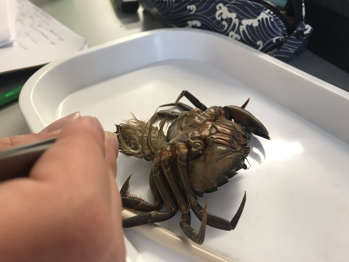 LeilaScheltema's tweet photo. Much more to these little #Carcinus #maenas than one would think. Practical 2 at @PlymUni working on the understanding of arthropod segmental organization and tagmatization and annotated diagrams in our field books. #PlyMBIO https://t.co/rE7WsyuIR2