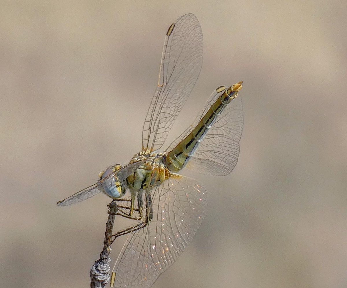 jmpicasprat's tweet photo. #324eltemps #libèllula #libellula #libellules #libelula #libélula #odonat #odonats #odonates #odonato #odonatos #casserres #berguedà #dragonfly #espiadimonis #libèl·lula https://t.co/xm0PmrQ9Mn