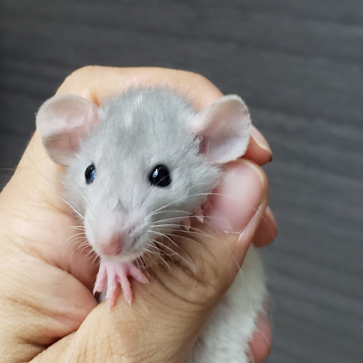 Pet Live Feeder Mice Dumbo Mice For Sale Rats AWLQ, image size:1200x1200