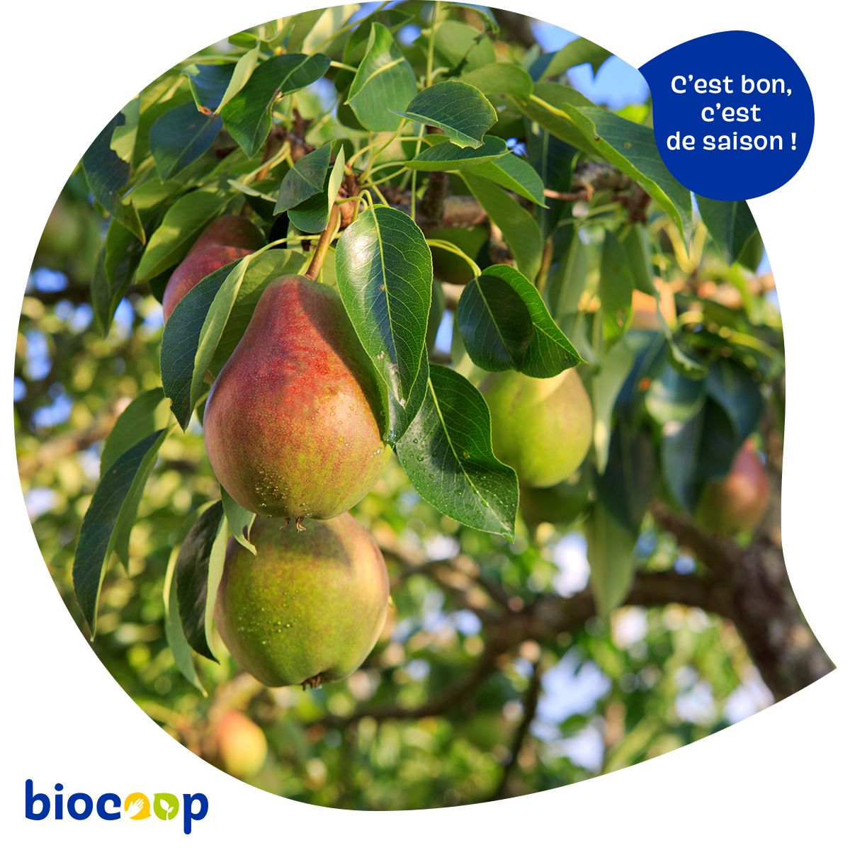 BiocoopMolinel's tweet photo. 🍐🍂En automne, gardez la pêche avec nos savoureuses poires bio! 72 % de nos poires sont d’origine française et parmi elles, 9 sur 10 sont issues de nos groupements de producteurs partenaires de la démarche Ensemble, pour un commerce équitable #poirebio #commercequitable https://t.co/bqErgX2eU1