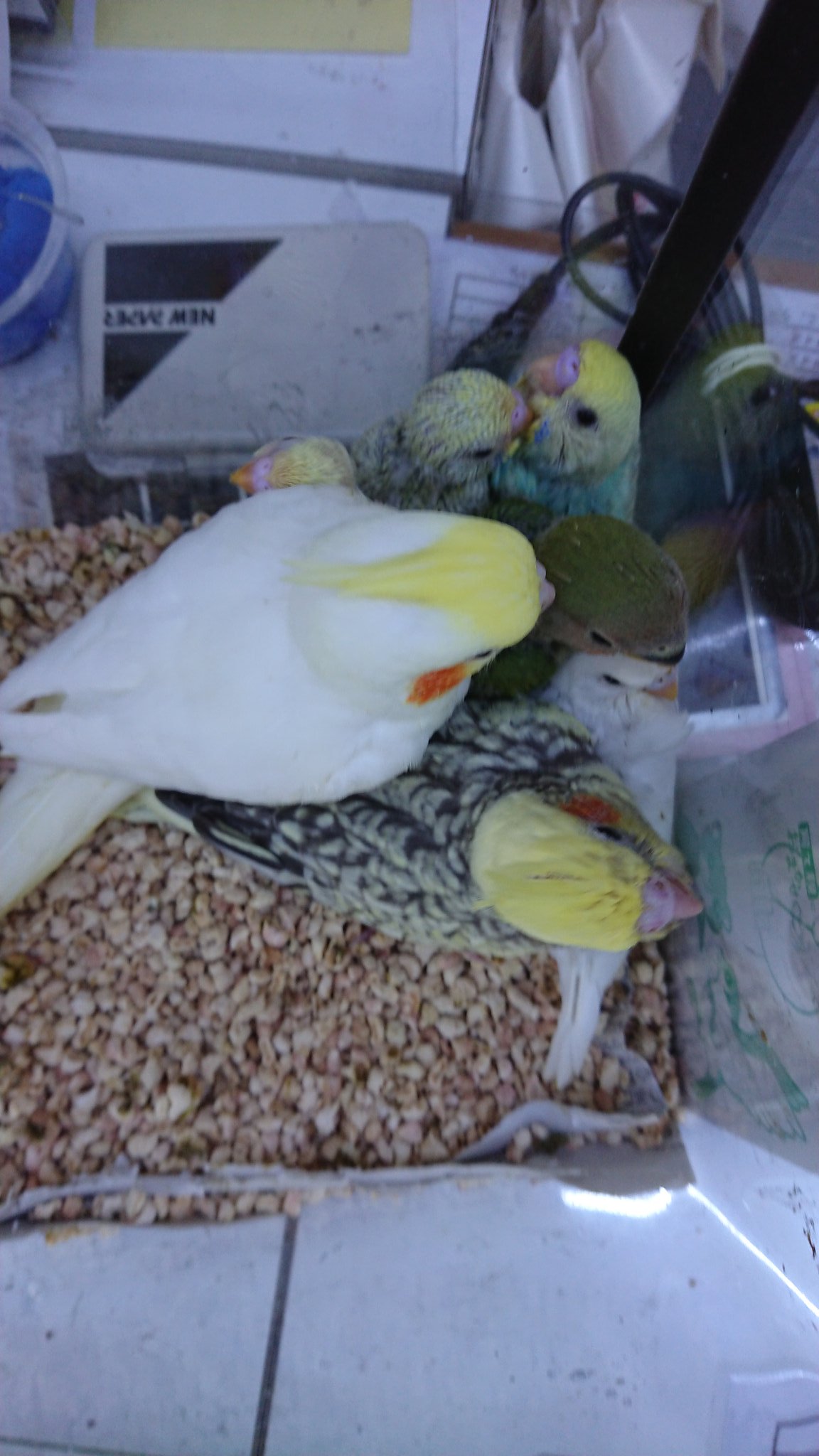 東京ペット貿易 株 オカメインコ セキセイインコ 色変わり コザクラインコ 多数入荷しております 東京ペット セルバス マナウス 東京ペット貿易 株 オカメインコ セキセイインコ 色変わり コザクラインコ 多数入荷しております 東京ペット セルバス マナウス