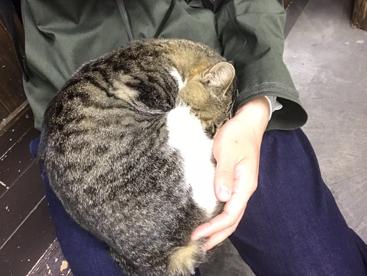 横川駅(群馬県)にて猫と遭遇
最終的に膝の上で寝落ちしてた