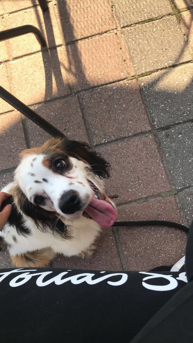 summerborin's tweet photo. My dog looks EXACTLY LIKE the emoji 🐶🐶 https://t.co/D8fkQUGmCE