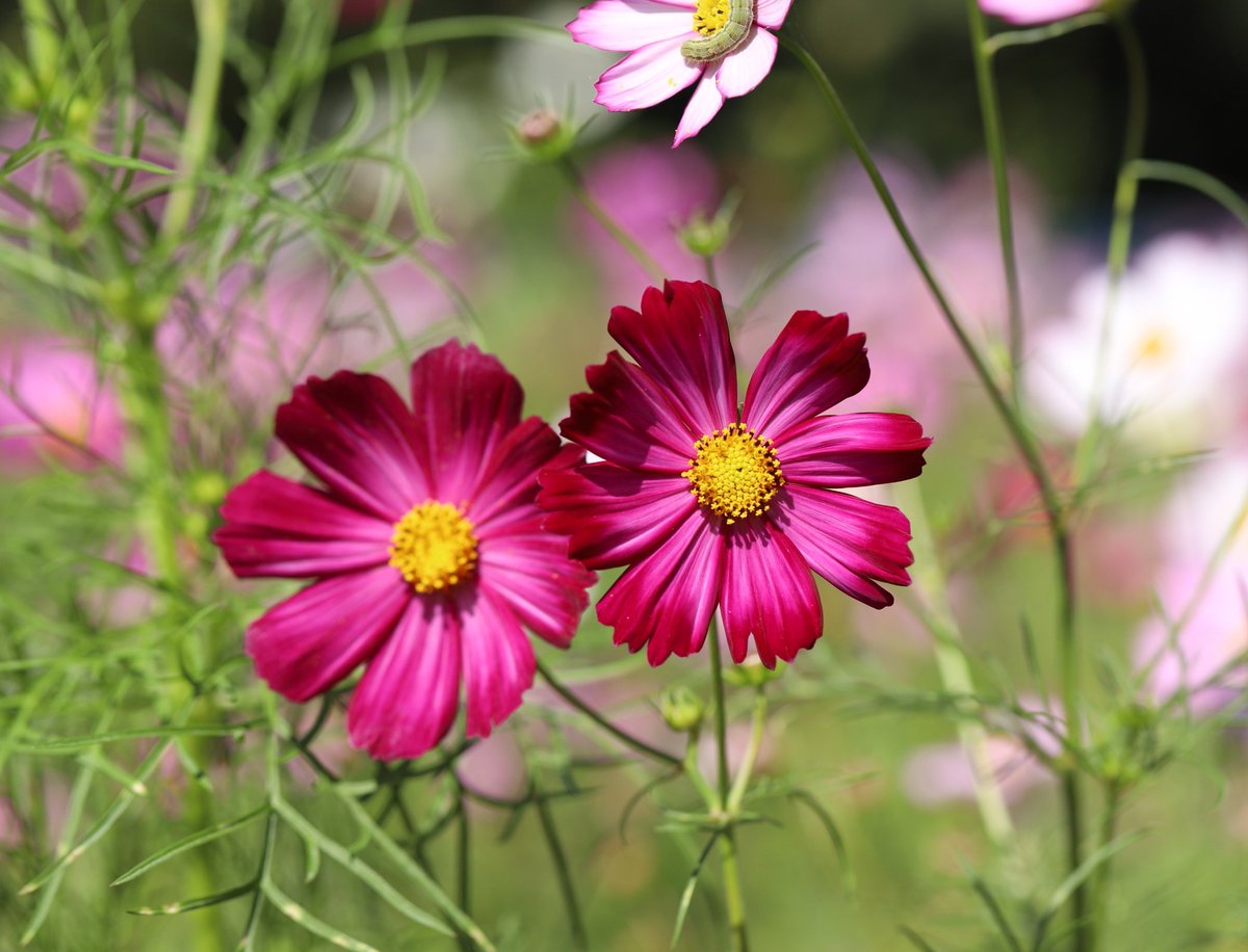 コスモス 佐世保 展海峰は佐世保に来たら絶対に行ってほしい絶景観光スポット 長崎県佐世保市 Stg Origin Aegpresents Com