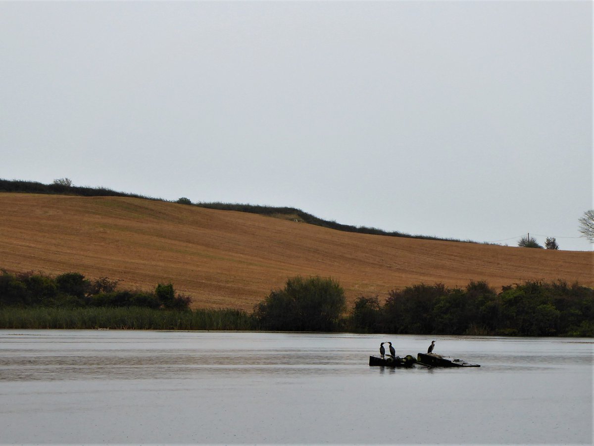 barracuda147's tweet photo. To whet my appetite for a short break in Girona, I braved the persistent rain and had a walk on the #LecaleWay around Ballystokes, Raholp and Lough Money. Although wet, it was beautifully calm. https://t.co/yan6d3ImLv