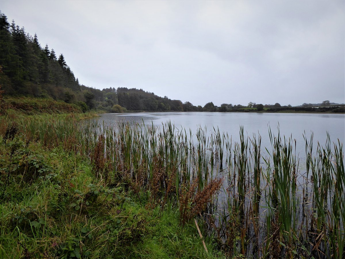 barracuda147's tweet photo. To whet my appetite for a short break in Girona, I braved the persistent rain and had a walk on the #LecaleWay around Ballystokes, Raholp and Lough Money. Although wet, it was beautifully calm. https://t.co/yan6d3ImLv