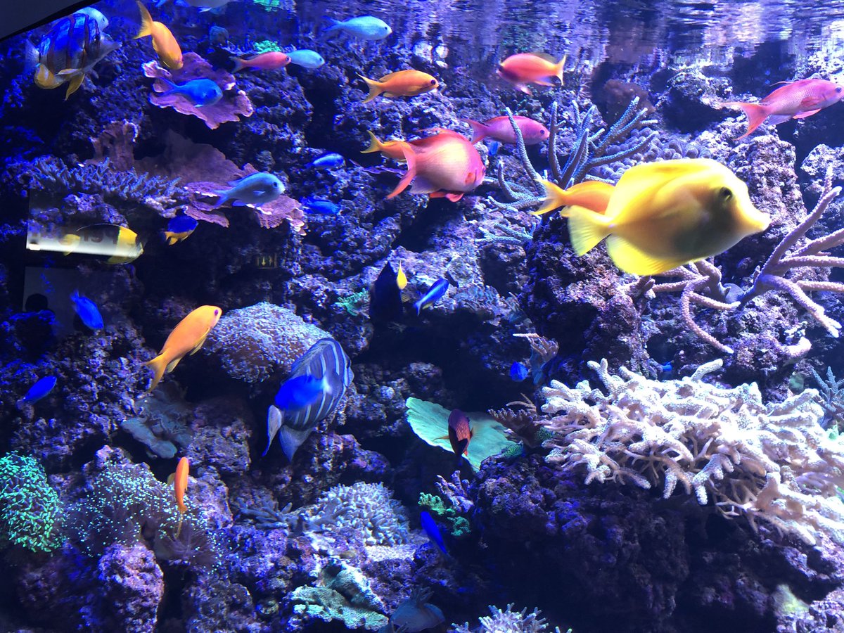 Out_About_Mummy's tweet photo. I was so impressed with @thedeephull 😍🐠🐬🦀🦞 I’ll definitely be back with the kids, they would love the tunnels &amp; the bubble lift 🤗 Then we enjoyed a delicious lunch at @lionandkey1 famous for its beer mat ceiling! #blogonvisits #presstrip #visithull #eatinhull https://t.co/cvelJY7M78