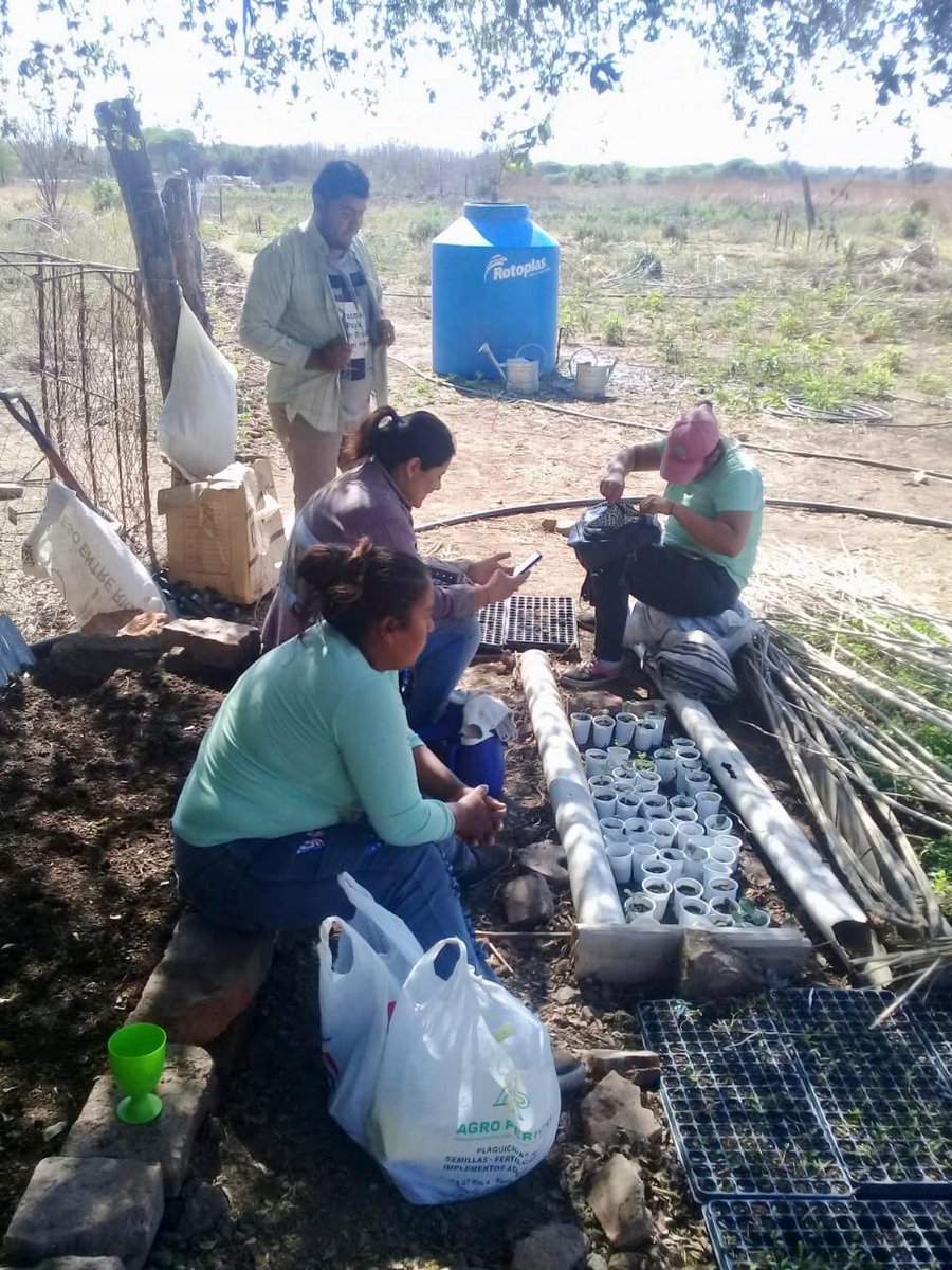 ACDIargentina's tweet photo. 🌱🌾 Esta última semana, con más de 40°C, los titulares de Hacemos Futuro en Vinalito, #Jujuy , prepararon canteros, transplantaron #acelgas y #remolachas, sembraron #zapallito, maíz, #chauchas, #coreanitos, sandía, melón y #pepinos. @SaludyDSocialAr #BuenDomingo 👏👏👏 https://t.co/eIMUfmSYu4