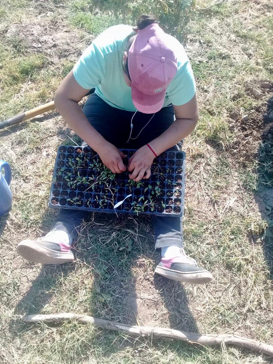 ACDIargentina's tweet photo. 🌱🌾 Esta última semana, con más de 40°C, los titulares de Hacemos Futuro en Vinalito, #Jujuy , prepararon canteros, transplantaron #acelgas y #remolachas, sembraron #zapallito, maíz, #chauchas, #coreanitos, sandía, melón y #pepinos. @SaludyDSocialAr #BuenDomingo 👏👏👏 https://t.co/eIMUfmSYu4