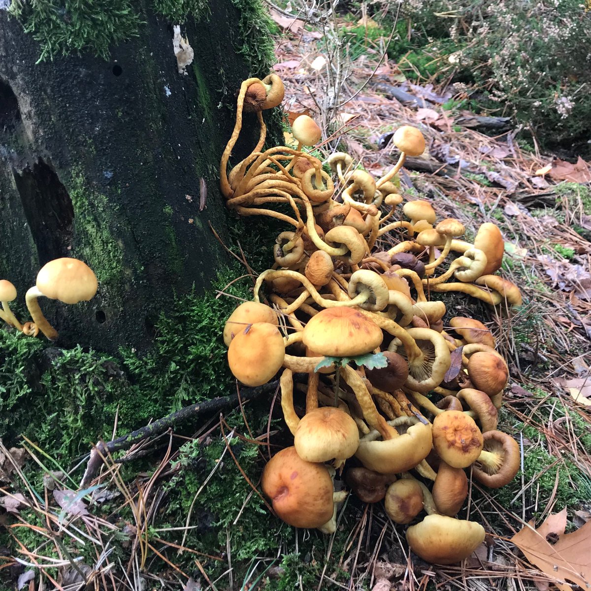 Lekkere boswandeling! #fungi #paddenstoelen spotten!