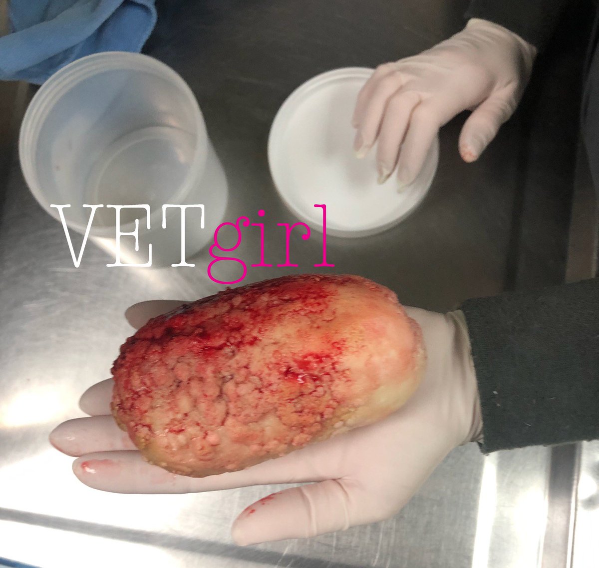 VetGirlOnTheRun's tweet photo. WOW! That is either one HUGE #BladderStone or that is one TINY hand!!! #LabMix #Cystotomy #VETgirl #VetMed #Veterinary #VetTech #CE https://t.co/9BozFd7tWv