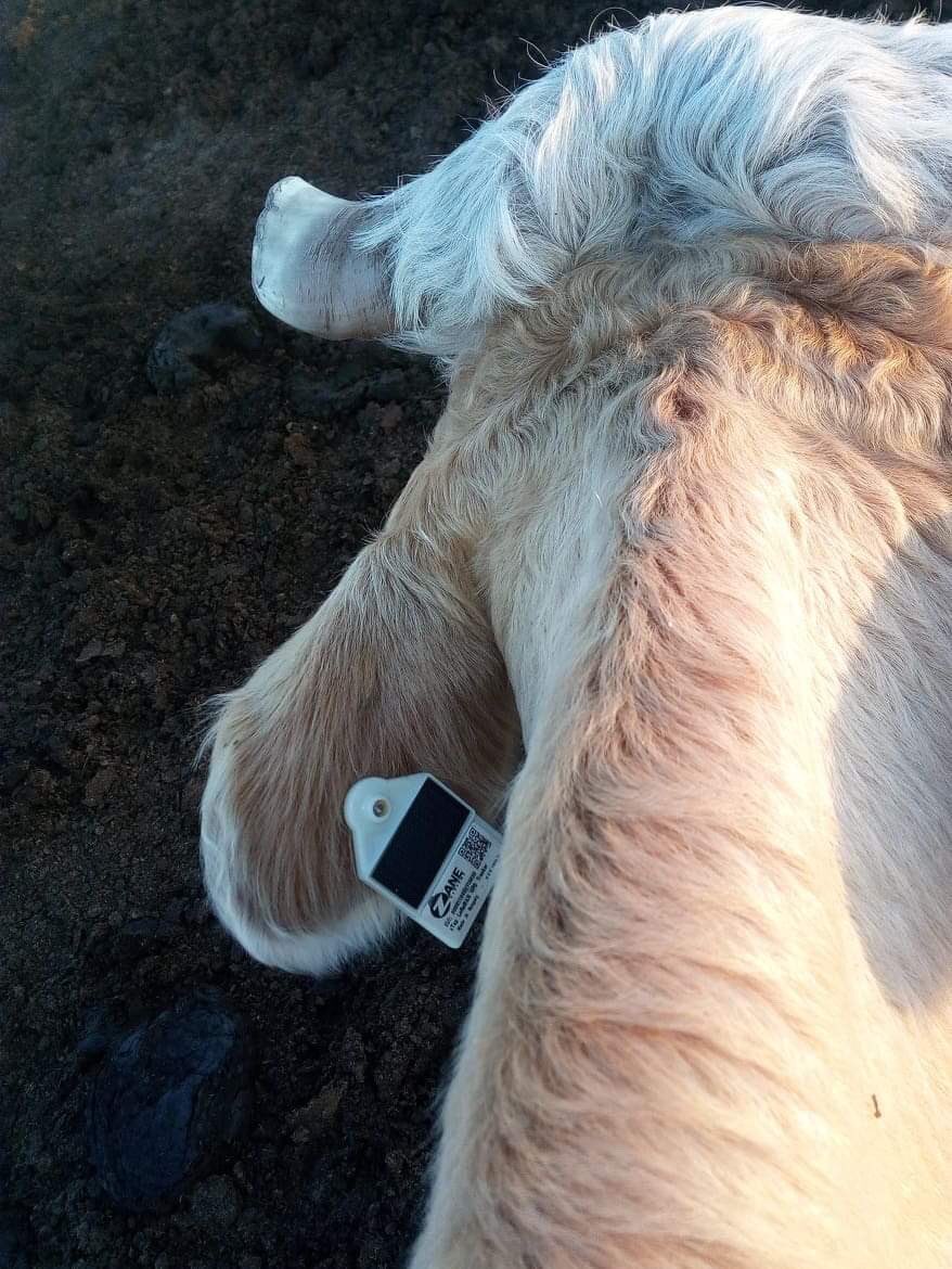 ZaneSystems's tweet photo. #zTag solar charged #LoRaWAN #GPS tracker in action. At ZANE systems recent year we specialised to #IoT solutions for #agriculture. https://t.co/DwRLpAItIF https://t.co/zFyIgAvtwE