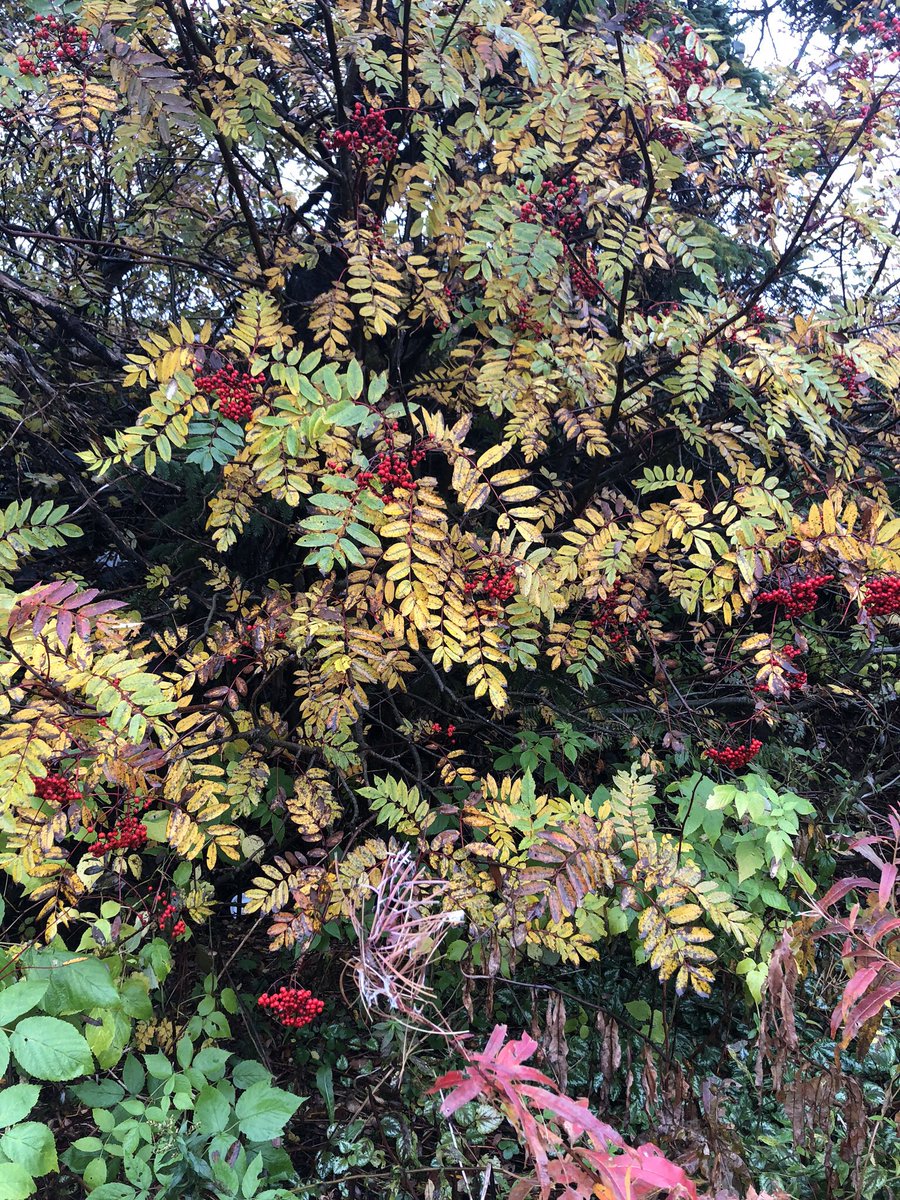 Autumn on the trails with the boy! <a href="/Grand_Concourse/">Grand Concourse</a> <a href="/Mount_Pearl/">City of Mount Pearl</a> #Labradoodle #autumncolours