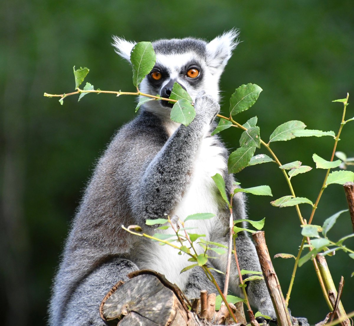Ring-Tailed Lemur <a href="/PaigntonZoo/">Paignton Zoo</a>