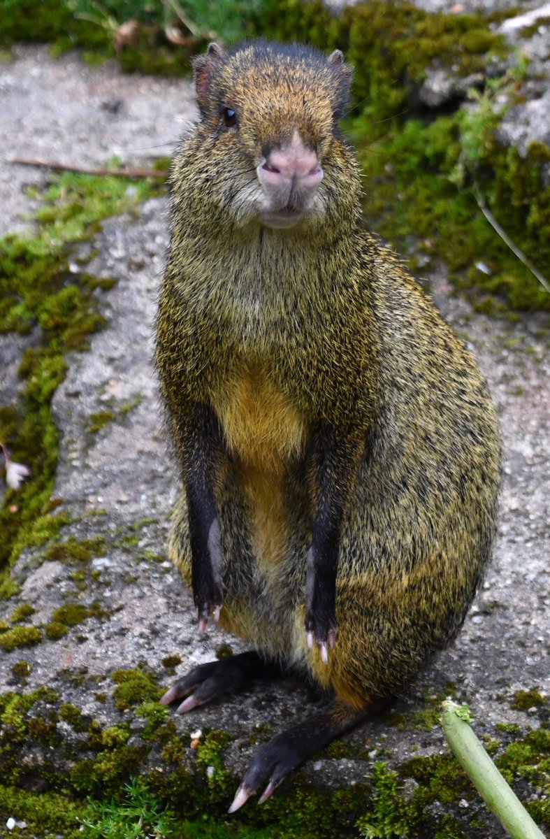 Azara's Agouti <a href="/PaigntonZoo/">Paignton Zoo</a>