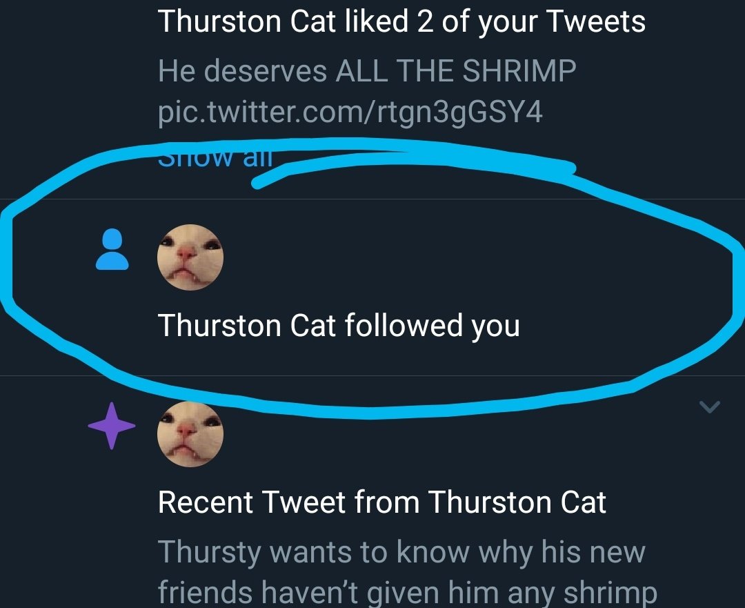MelCreek9's tweet photo. @ThurstonWaffles is now my tweety shrimp friend!!! 😭😂 I'm so happy #bestdayever #imcomplete thank you precious fluffy king https://t.co/gFG2WaCE2l