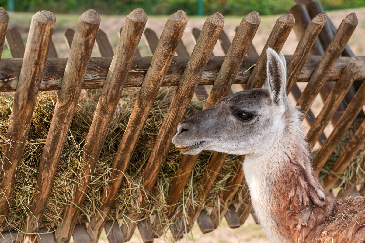 #lama