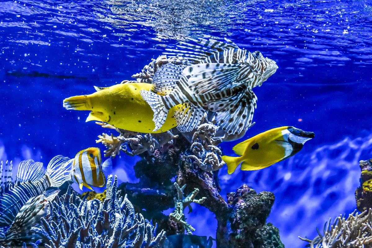 #aquarium