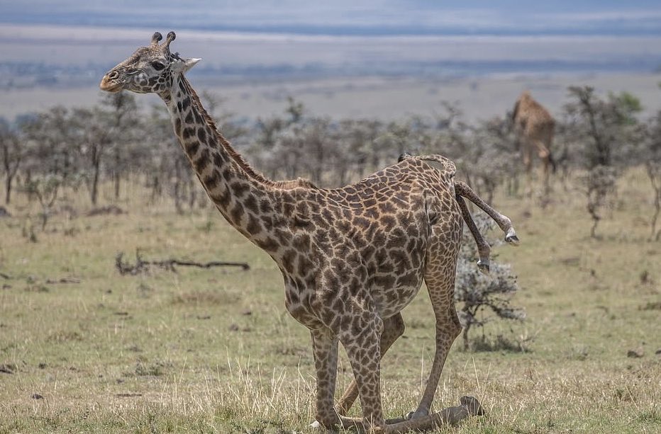 Nick Harvey On Twitter Giraffe Giving Birth In Crowborough East