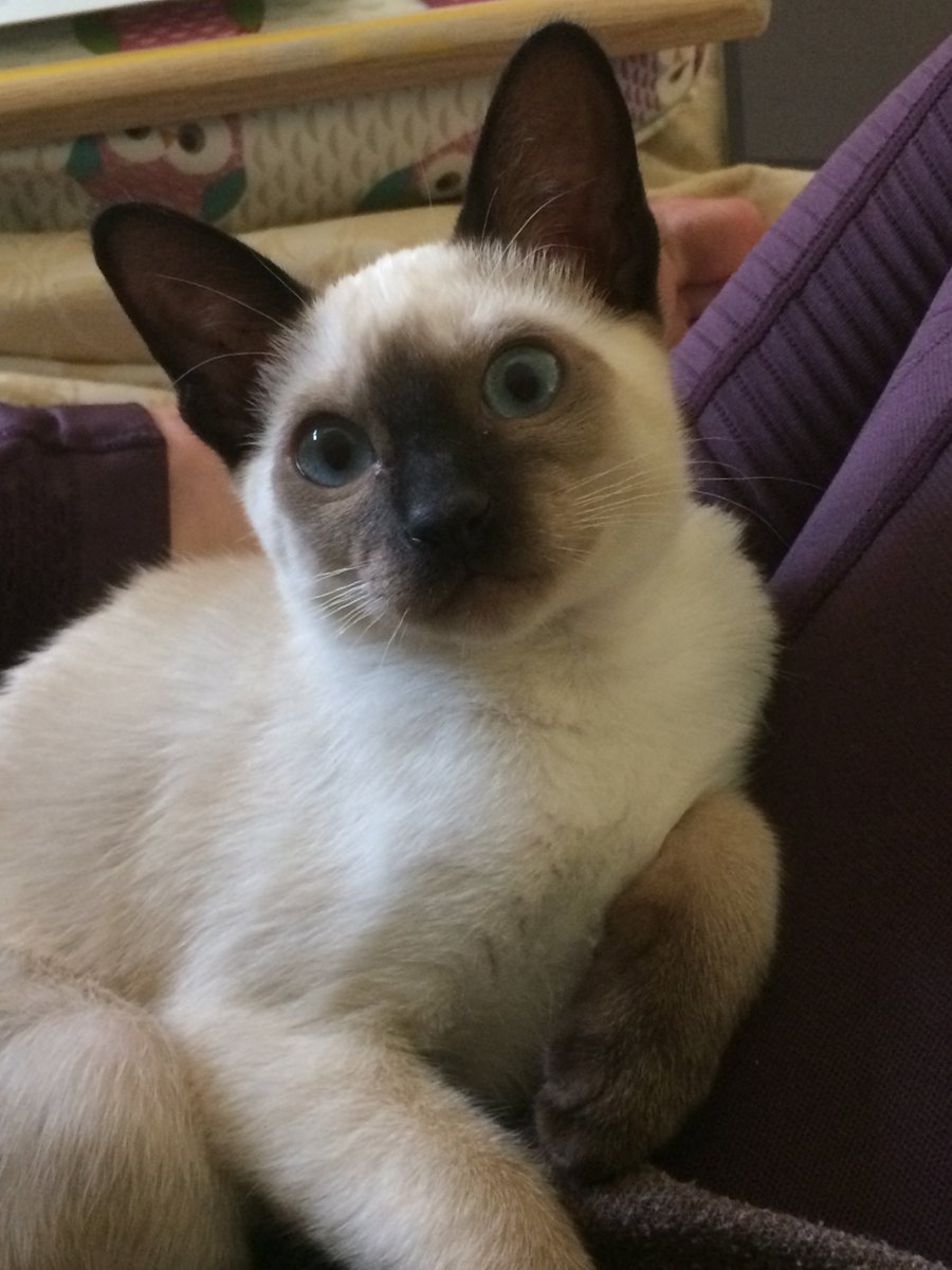 Off_the_Cliff_'s tweet photo. ARCHIMEDES #ProductionManager - a seal-point Siamese kitten. Delighted to be joining us on this #project. #Kitten of many #talents-doubles up as our #mascot &amp; #counsellor during the #RehearsalProcess
#ABenchAtTheEdge @LuigiJannuzzi @TristanBates
#Tickets: https://t.co/om0GXwoJlb https://t.co/OXW66vdBr1