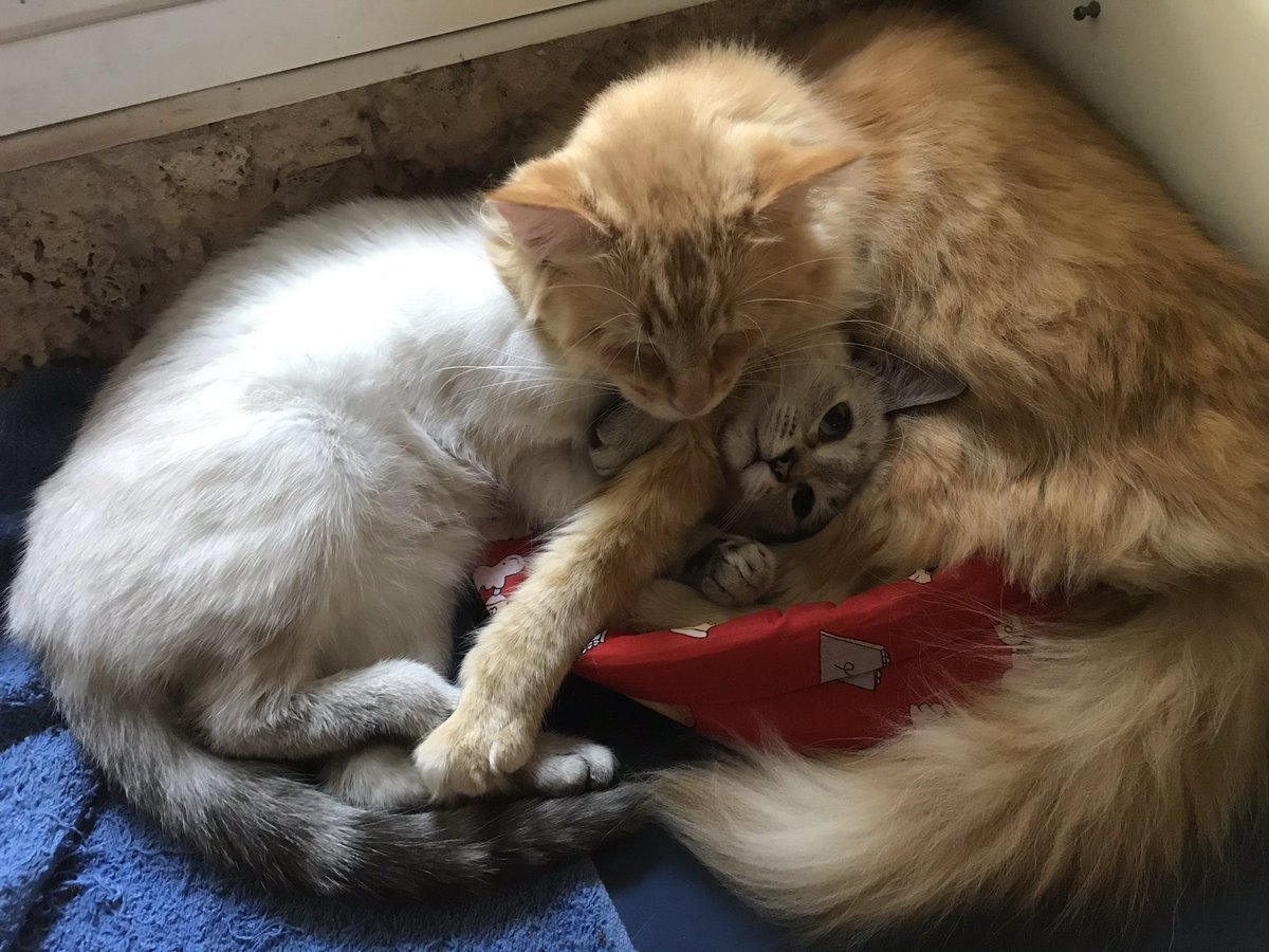 I think someone needs help! 🙈
#SundayFunday #CatsOfTwitter #catlover #familytime #cutecat