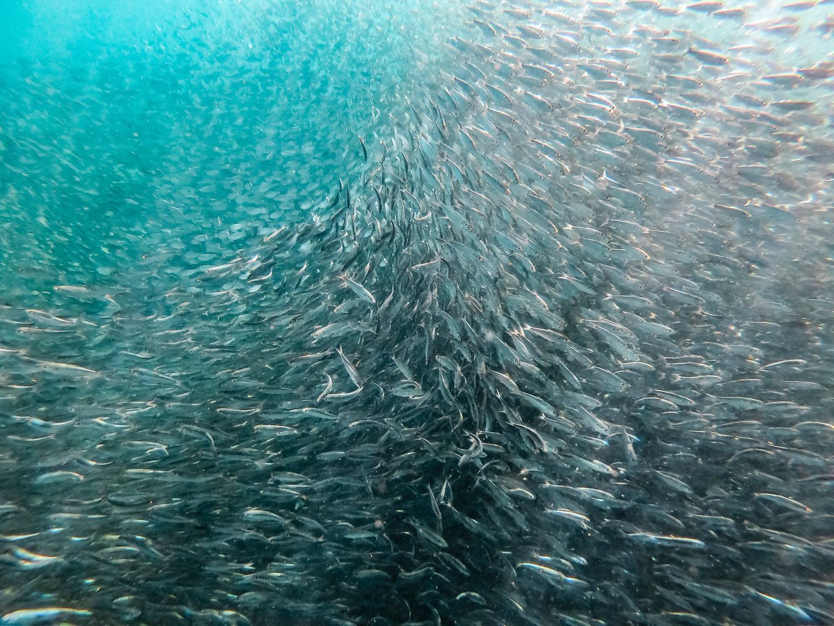 MercyForAnimals's tweet photo. FREE the oceans of nets and traps. 🌊 https://t.co/iwT43f1Zbb