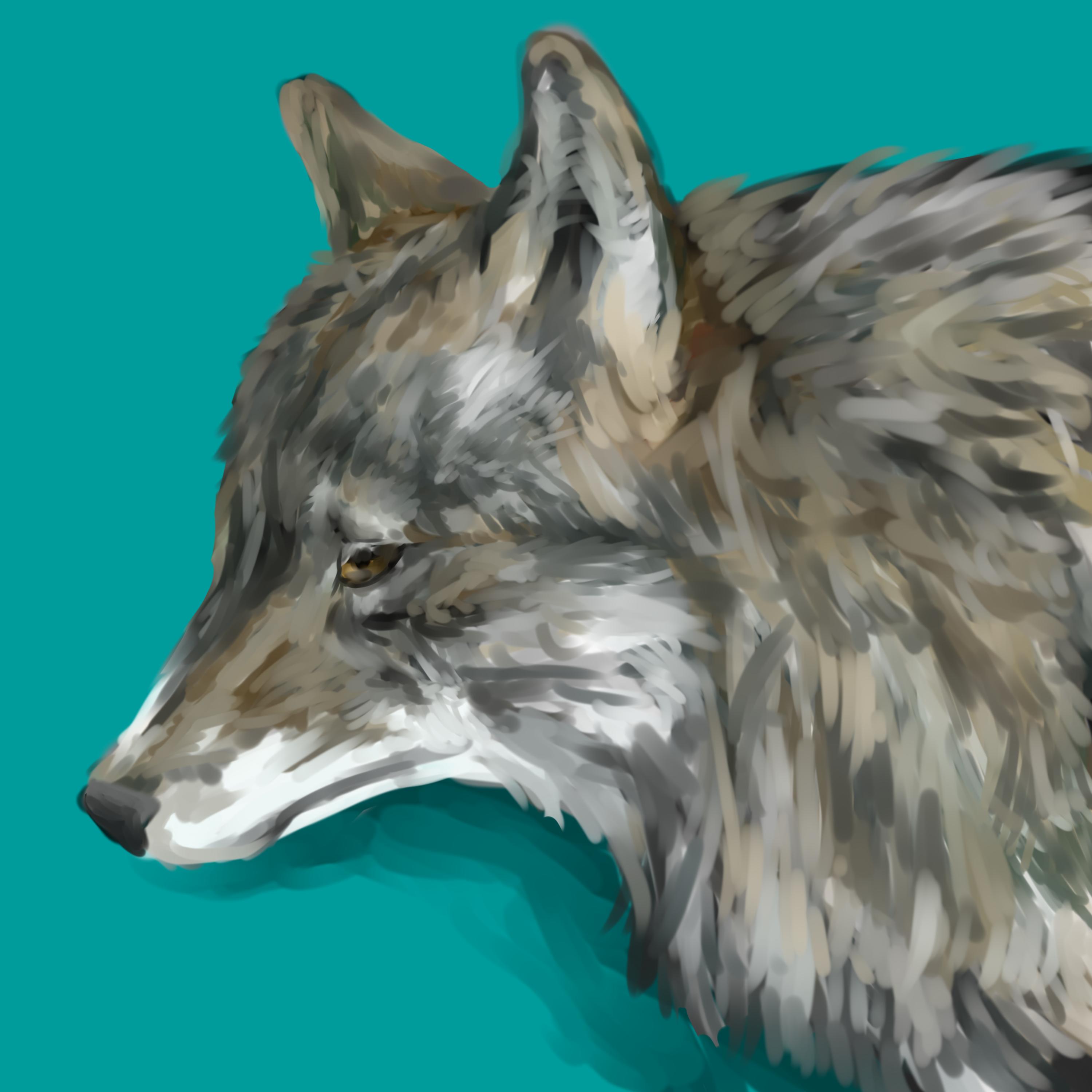 浅葱 また狼描きました フリーアイコンにします 使用報告はどちらでも大丈夫ですが してくだされば 私がよろこびます 狼 フリーアイコン T Co Zsgosnh5f3 Twitter