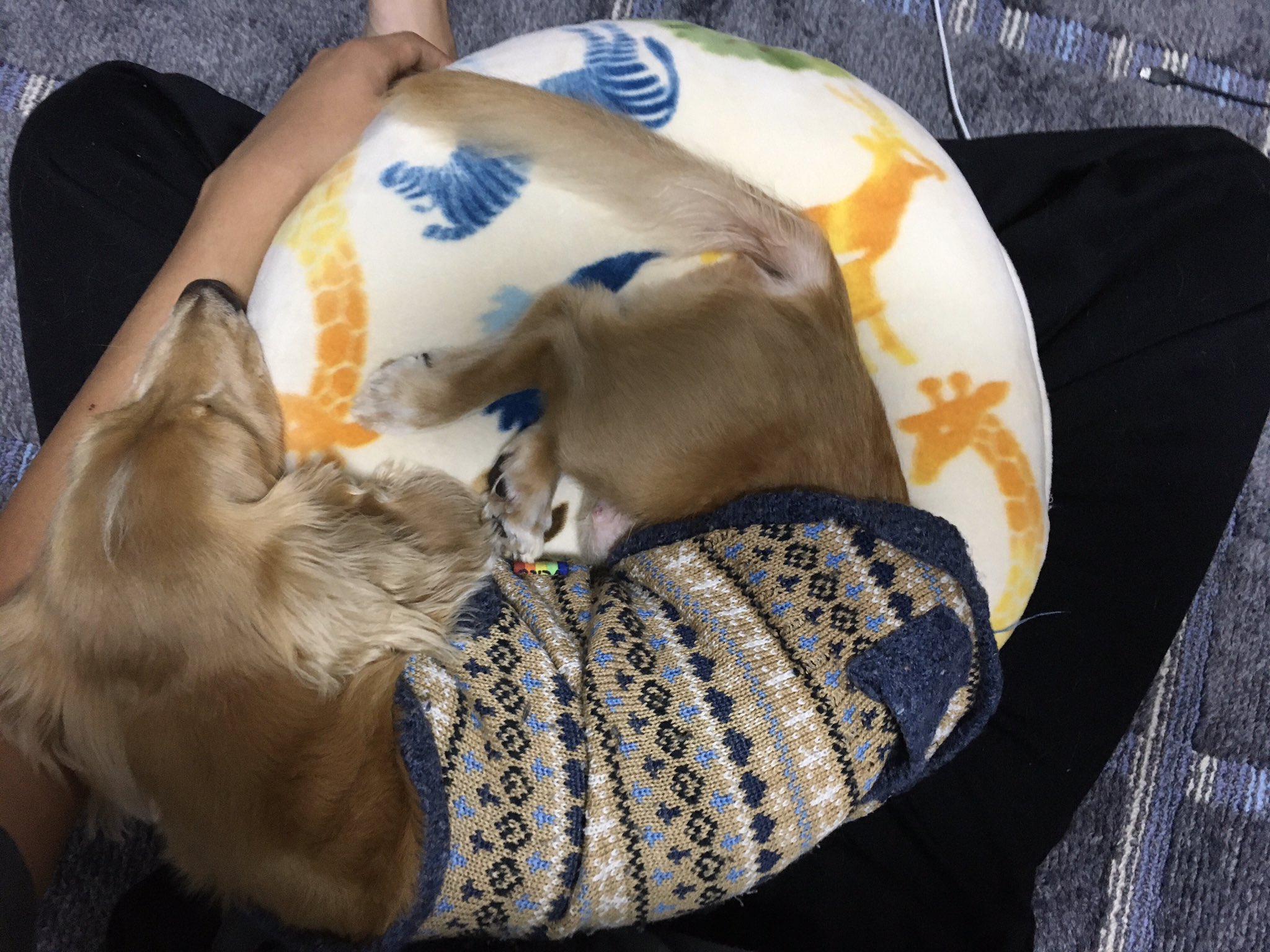 犬派 Bx5qsuuktjhoksg Twitter