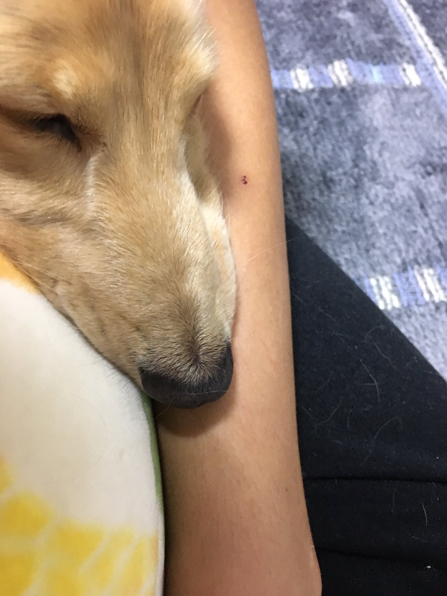 犬派 Bx5qsuuktjhoksg Twitter