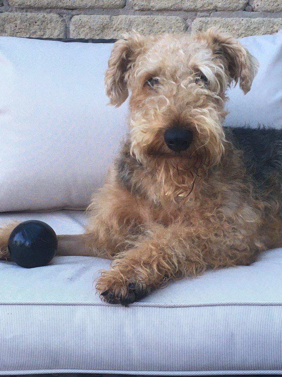 TrudiMCameron's tweet photo. Why arenโt you throwing my ball? ๐#restrictedactivity #poppytheairedale https://t.co/uDeQh51cOD