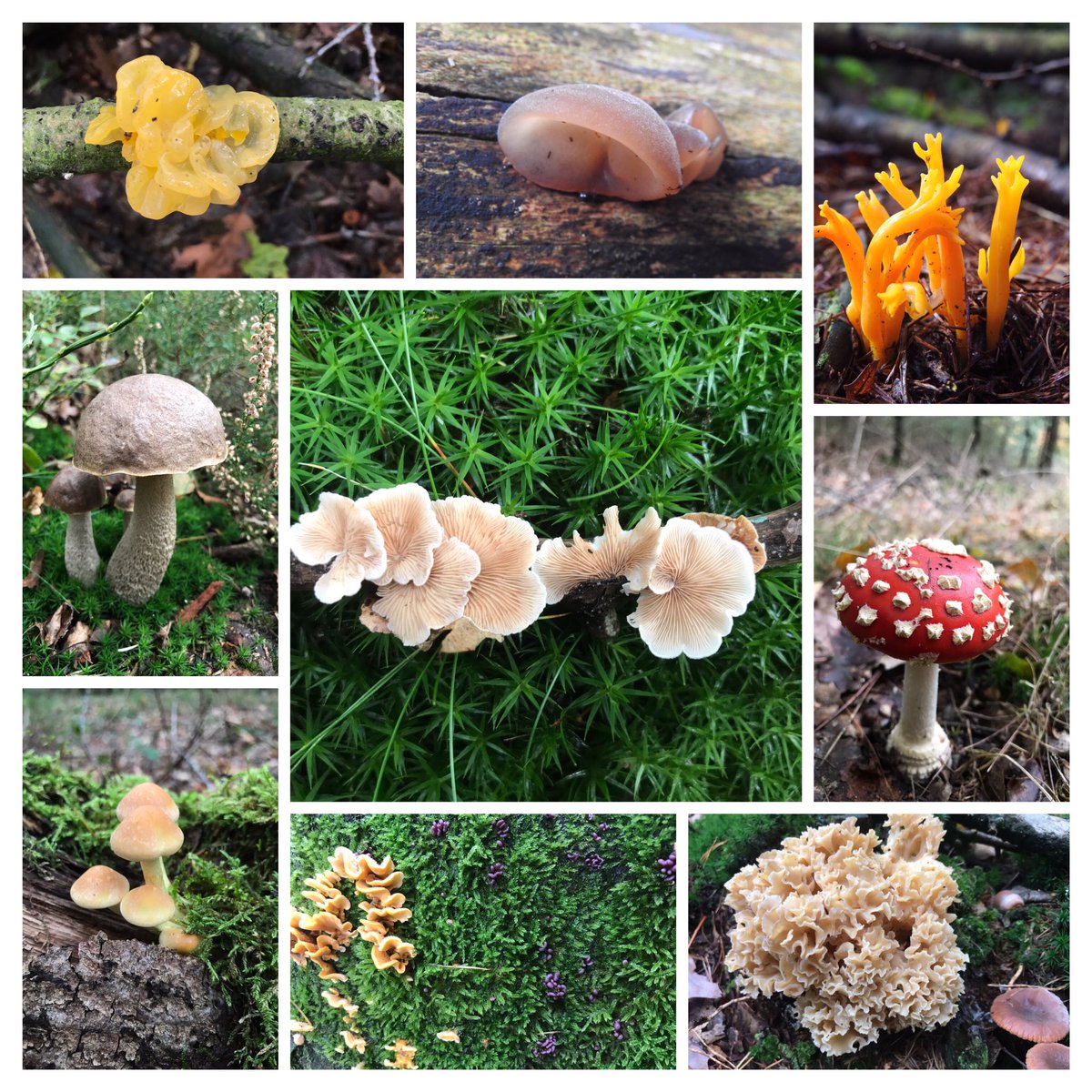 Wat een prachtige #herfstdag op de Sallandse Heuvelrug! #🍄
(op foto klikken = mooier)
.
<a href="/waarneming/">Waarneming.nl</a> @denatuurin_nl <a href="/volgdenatuur/">volg de natuur</a>
<a href="/NatuurfotoNL/">Natuurfotografie.nl</a>  
#sallandseheuvelrug <a href="/staatsbosbeheer/">Staatsbosbeheer</a> <a href="/NationaalParksh/">Sallandse Heuvelrug</a> 
#intveldmetintveld #iphoneshot