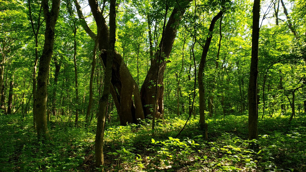 MycoPals's tweet image. Peaceful scenery. :) #Fungi #Foray