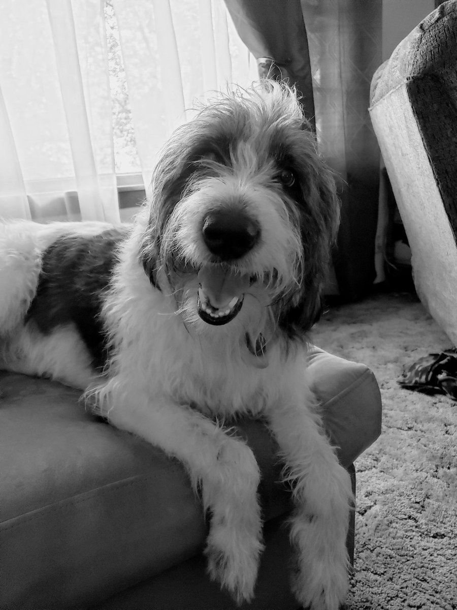 NWIPetCare's tweet photo. Guapo being his handsome self https://t.co/D0c6igvVtp
