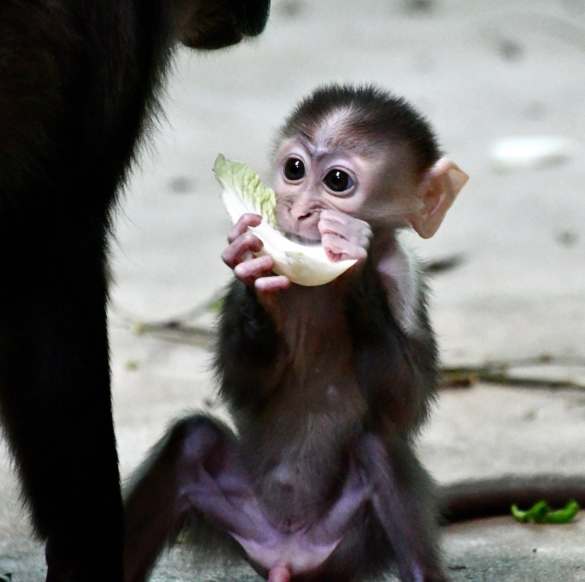 Baby cherry crowned Mangabey Monkey <a href="/PaigntonZoo/">Paignton Zoo</a> #cute