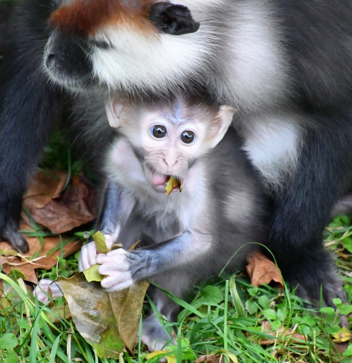 Baby cherry crowned Mangabey Monkey <a href="/PaigntonZoo/">Paignton Zoo</a> #cute