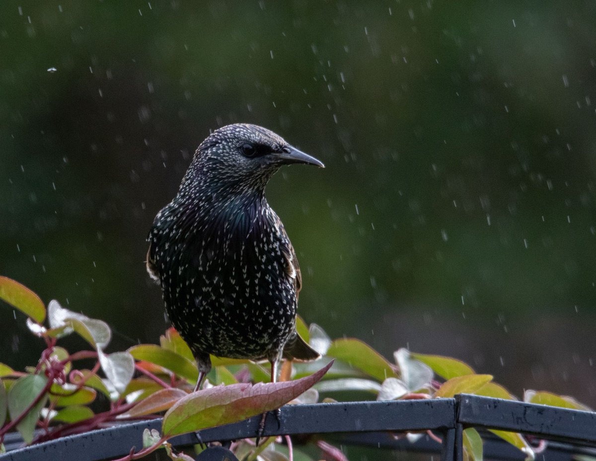 AHWLife's tweet photo. A couple of my lovely garden birds in the rain! #gardenbirds #birds #birdlife #birdsoftwitter #scottishwildlife https://t.co/TbtFAhdTCI